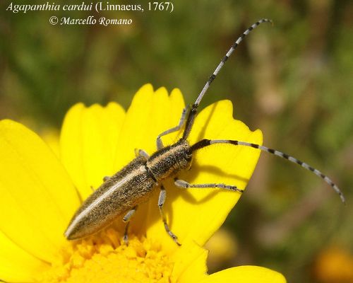 Guida al riconoscimento delle Agapanthia italiane